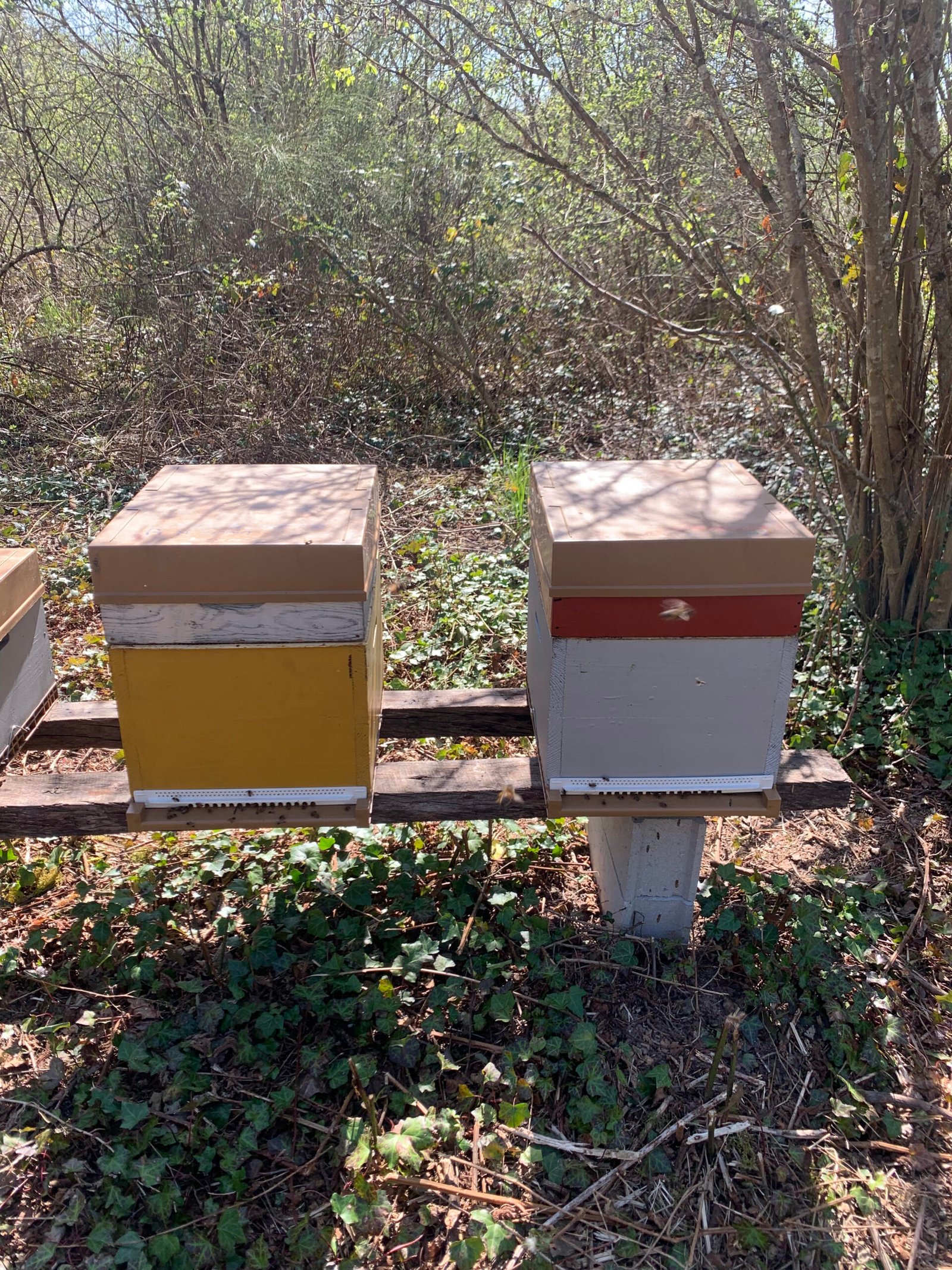 Ruche au cœur du Loiret